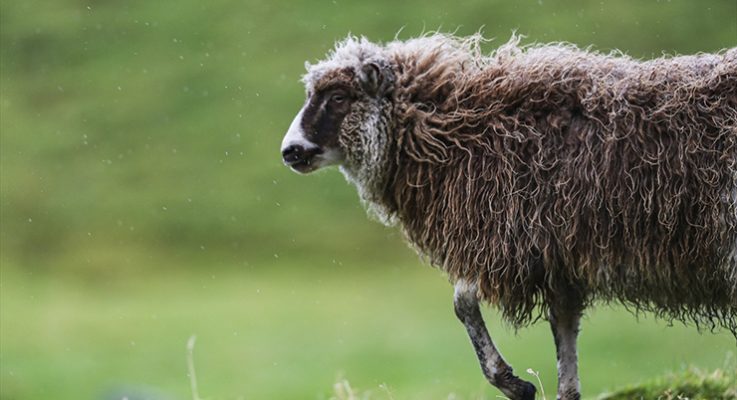 İnsandan fazla koyunun yaşadığı ülke: Faroe Adaları